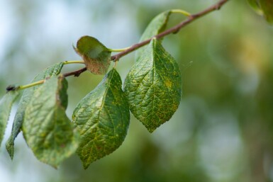 Prunus dulcis haute-tige 18/20