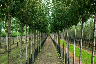 Prunus dulcis haute-tige 18/20