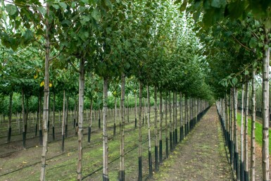 Prunus dulcis haute-tige 18/20