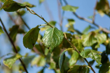 Prunus dulcis haute-tige 18/20
