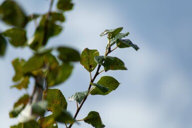 Prunus dulcis haute-tige 18/20