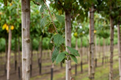 Prunus dulcis haute-tige 18/20
