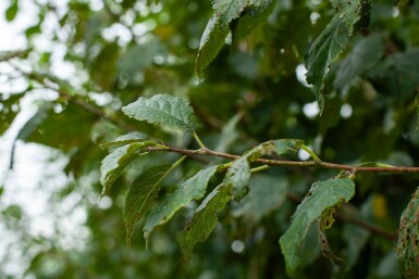 Prunus dulcis haute-tige 18/20