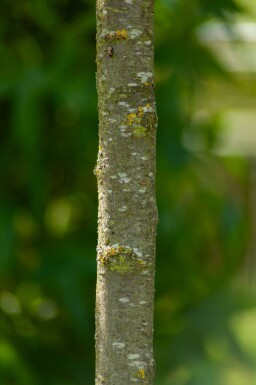 Prunus dulcis haute-tige 18/20