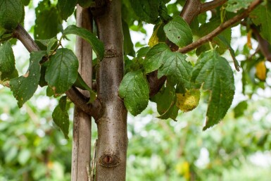Prunus dulcis haute-tige 18/20