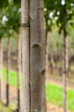 Prunus dulcis haute-tige 18/20