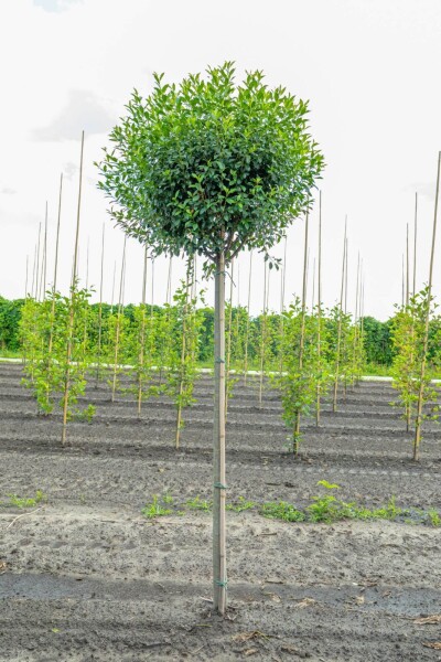 Prunus x eminens 'Umbraculifera' haute-tige
