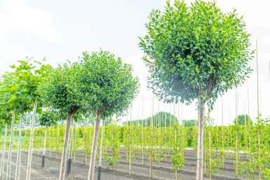 Prunus x eminens 'Umbraculifera' haute-tige