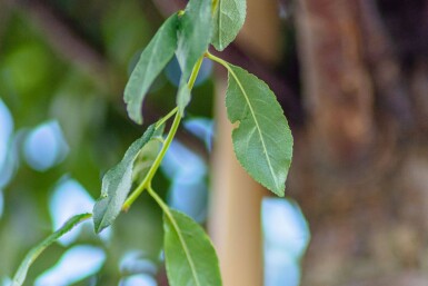 Prunus x eminens 'Umbraculifera' haute-tige