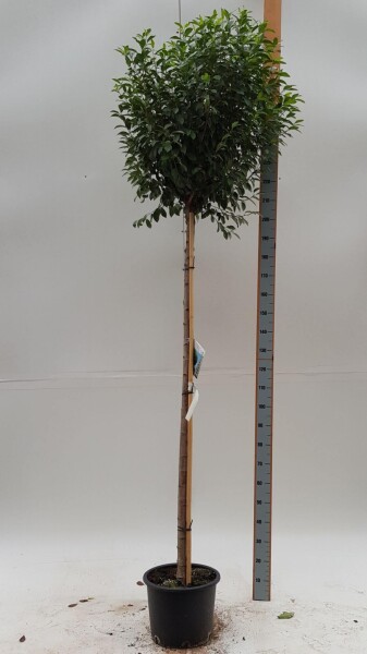 Prunus x eminens 'Umbraculifera' boule sur tige