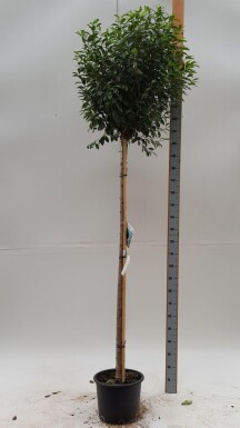 Prunus x eminens 'Umbraculifera' boule sur tige