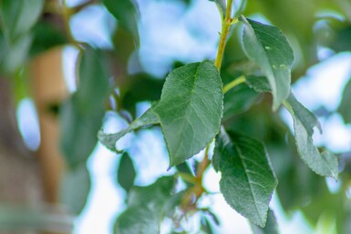 Prunus x eminens 'Umbraculifera' demi-tige