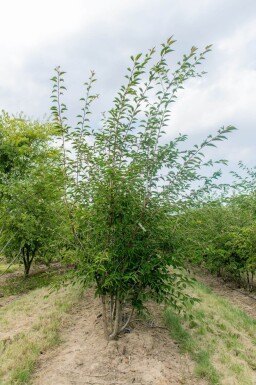 Prunus incisa 'The Bride' cépée 200-250