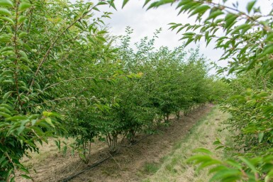Prunus incisa 'The Bride' cépée 200-250