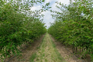 Prunus incisa 'The Bride' cépée 200-250