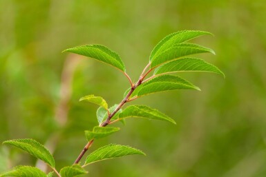 Prunus incisa 'The Bride' cépée 200-250