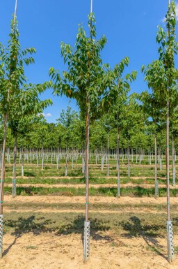 Prunus maackii 'Amber Beauty' haute-tige