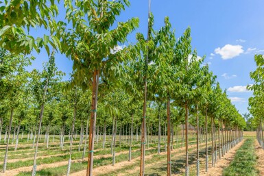 Prunus maackii 'Amber Beauty' haute-tige