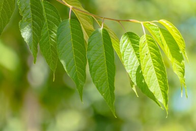 Prunus maackii 'Amber Beauty' haute-tige