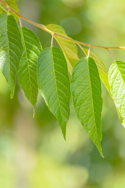 Prunus maackii 'Amber Beauty' haute-tige