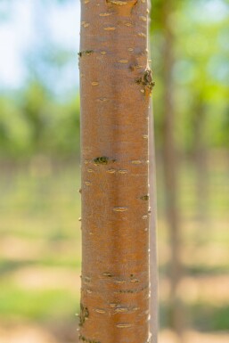 Prunus maackii 'Amber Beauty' haute-tige