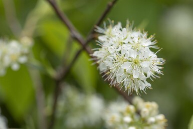 Prunus maackii 'Amber Beauty' haute-tige