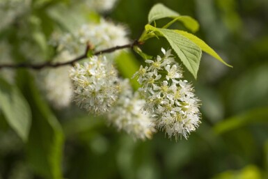 Prunus maackii 'Amber Beauty' haute-tige