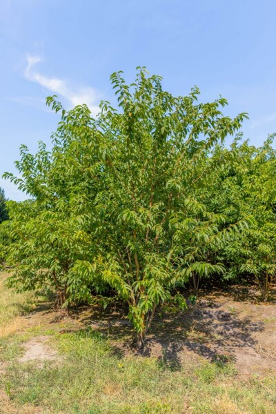 Prunus maackii 'Amber Beauty' cépée