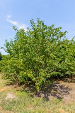 Prunus maackii 'Amber Beauty' cépée