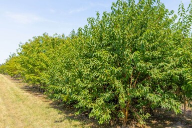 Prunus maackii 'Amber Beauty' cépée