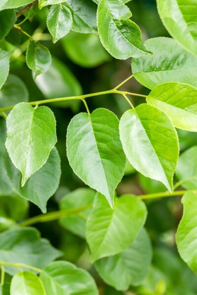 Prunus mahaleb cépée