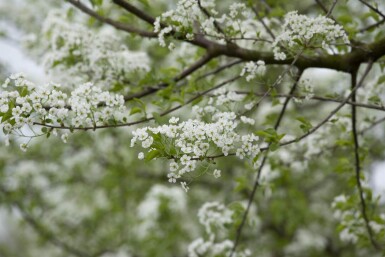 Prunus mahaleb cépée