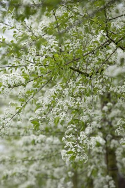 Prunus mahaleb cépée