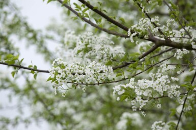 Prunus mahaleb cépée