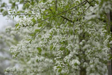 Prunus mahaleb cépée