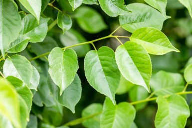Prunus mahaleb cépée