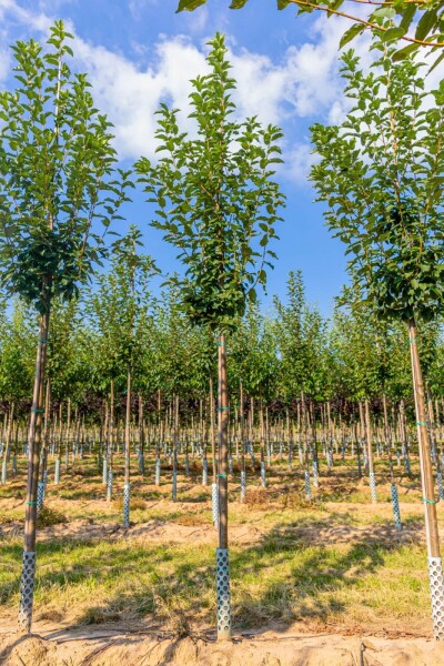 Prunus padus haute-tige 10/12