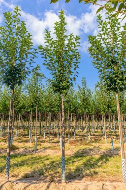 Prunus padus haute-tige 10/12