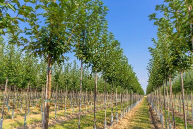 Prunus padus haute-tige 10/12
