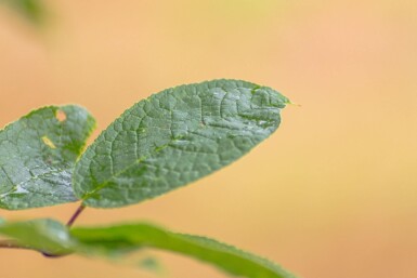 Prunus padus haute-tige 10/12
