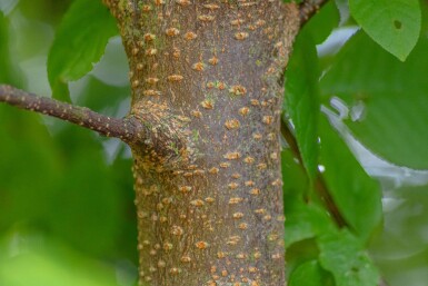 Prunus padus haute-tige 10/12