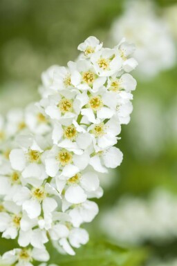 Prunus padus haute-tige 10/12