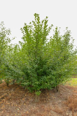 Prunus padus cépée 200-250