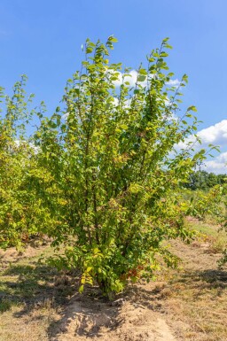 Prunus padus cépée 200-250