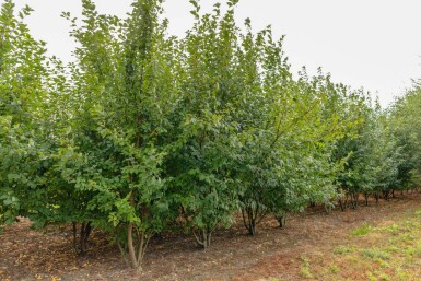 Prunus padus cépée 200-250
