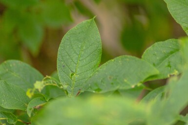 Prunus padus cépée 200-250