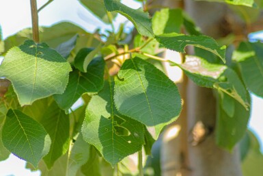 Prunus padus cépée 200-250