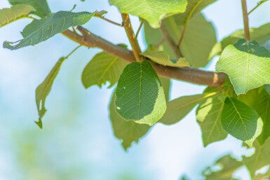 Prunus padus cépée 200-250