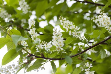 Prunus padus cépée 200-250