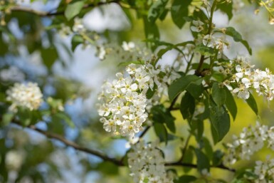 Prunus padus cépée 200-250